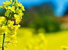 Євросоюз скорочує площі під озимим ріпаком